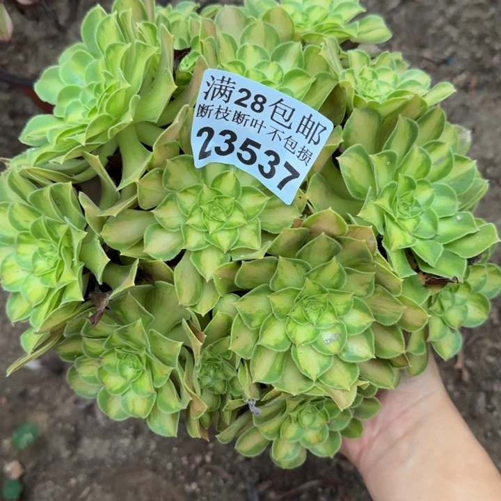 23537韶华多肉植物