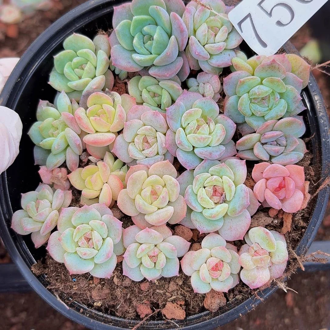 多肉植物多肉植物750