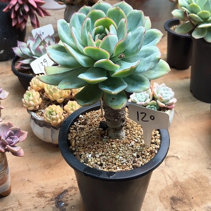 多肉植物，晨露120号