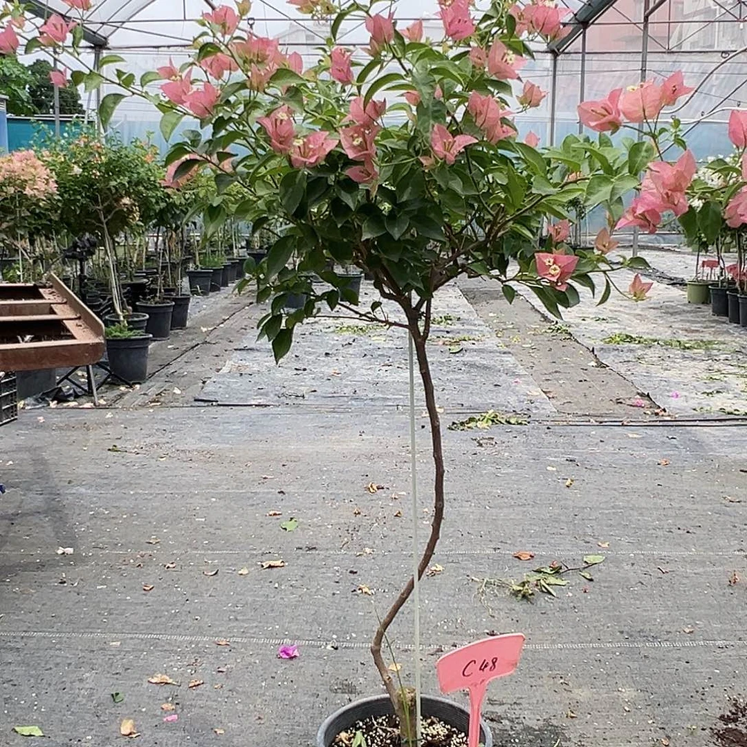 平***乐当前无花栽培后可以开花C48卡雅塔