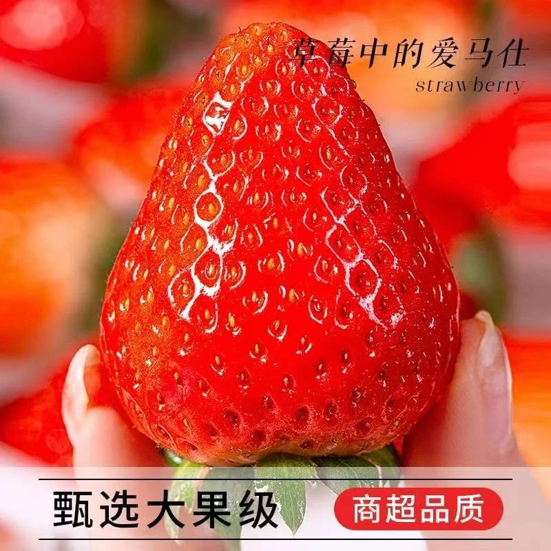 头茬丹东99草莓2.8斤大果收官福利价顺丰包邮99红颜辽宁省