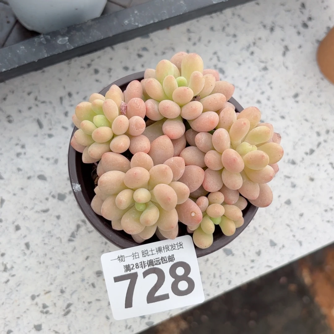 鱼子酱老桩无盆土发货