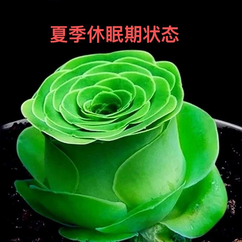 【满9.9包邮】酒杯玫瑰单头6.5cm盆多肉植物以直播间展示为主