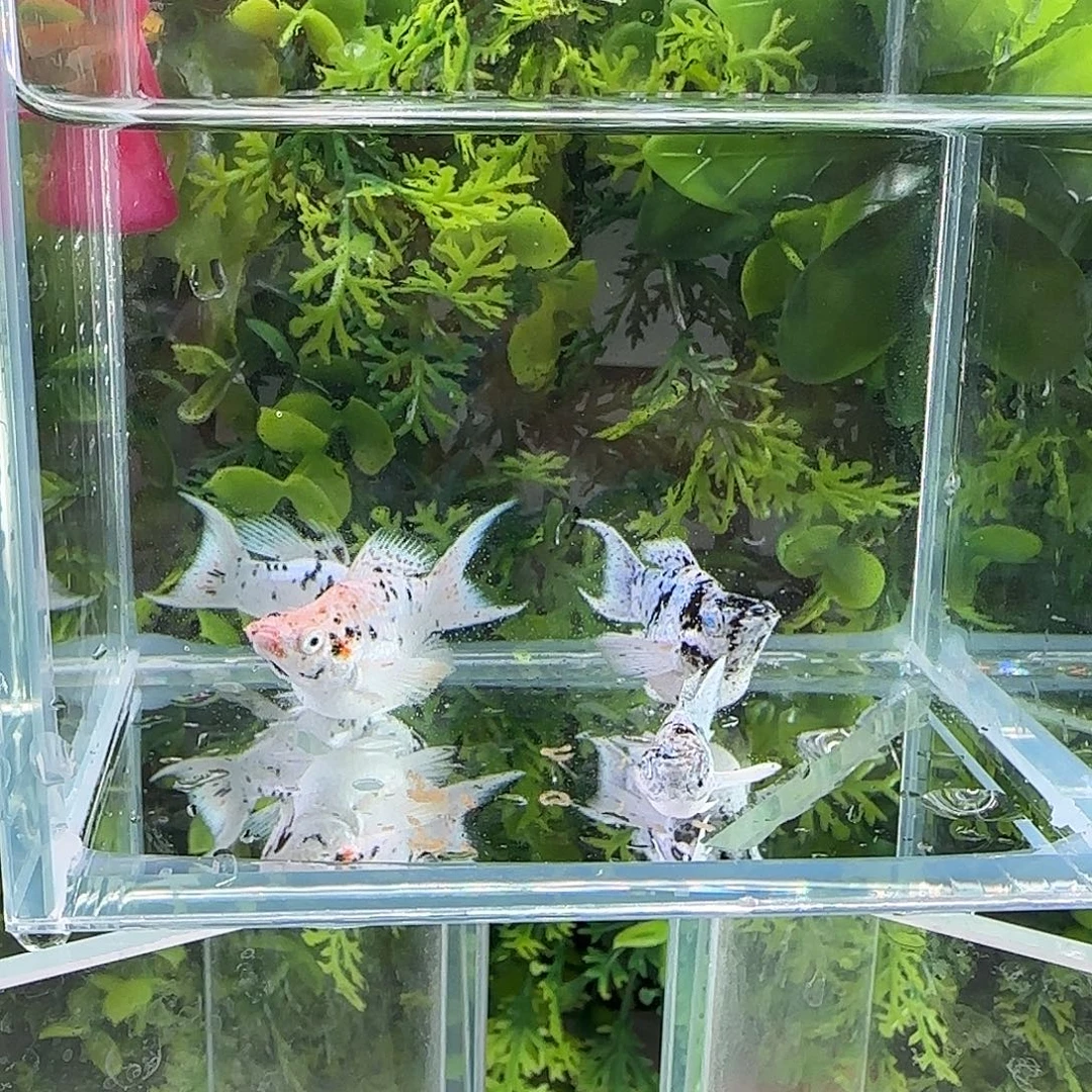 孔雀鱼钻石奶牛两对