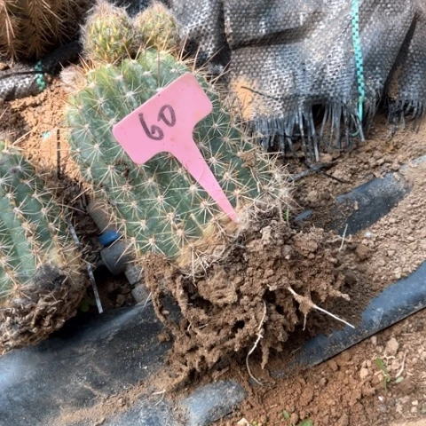清清1号毛花柱微瑕60