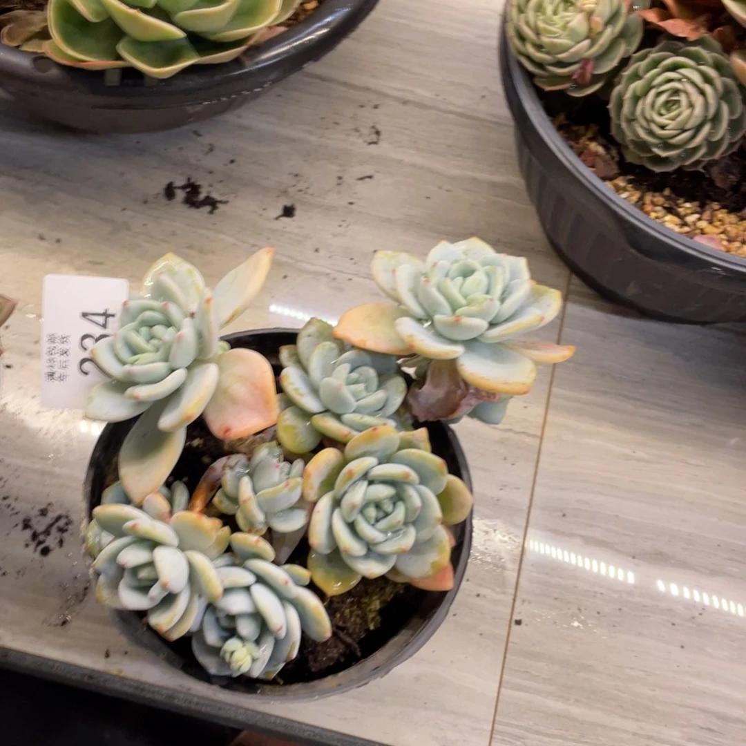 黑大帅多肉234冷香