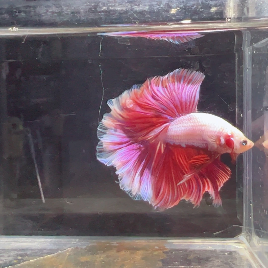 斗鱼浅色特殊尾hhhh