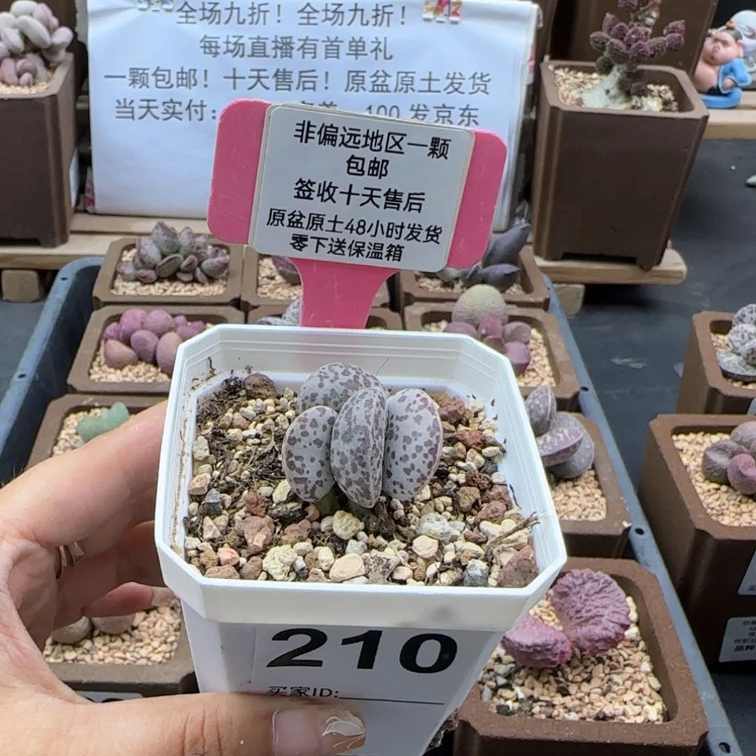 N****?218花蛋多肉植物