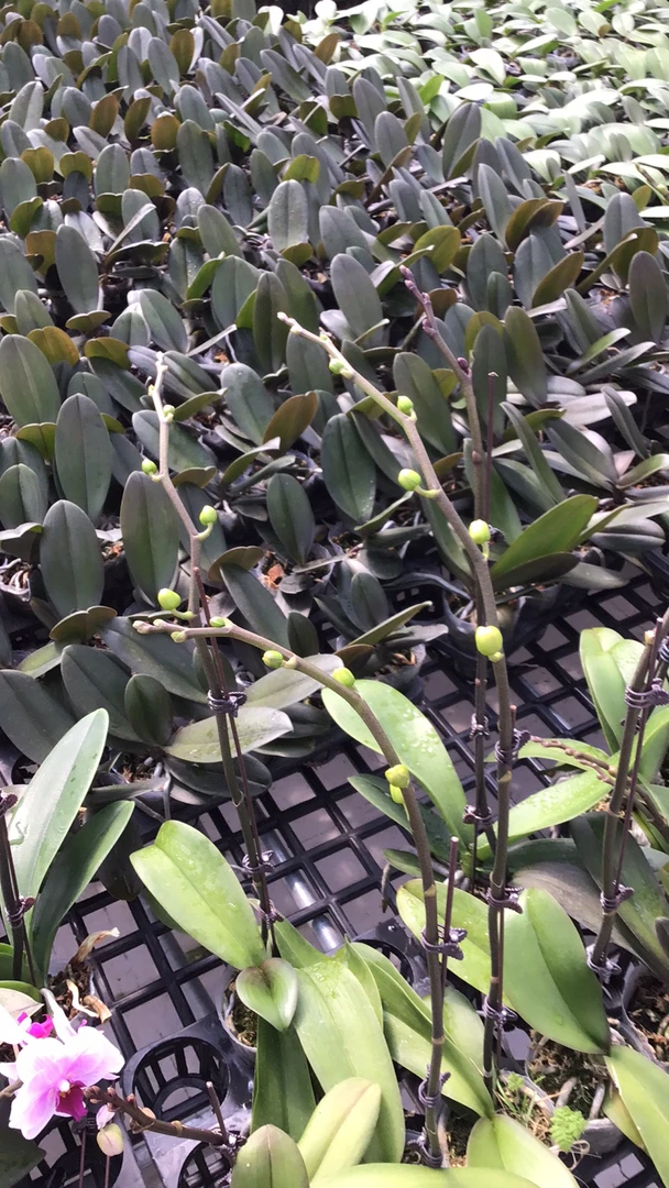 福利抽梗盲盒苗1棵