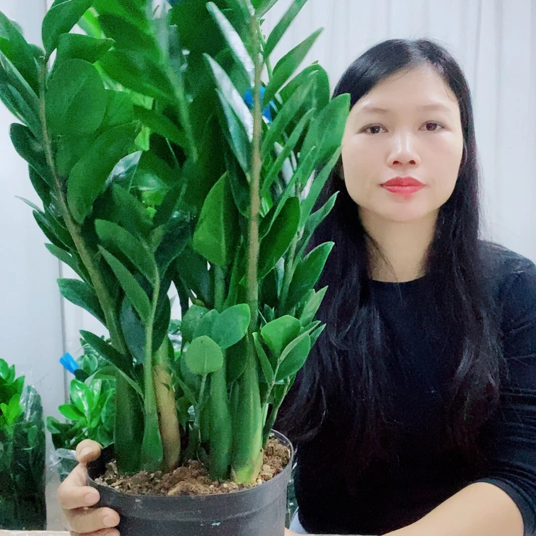 不开花植物21规格圆叶福利