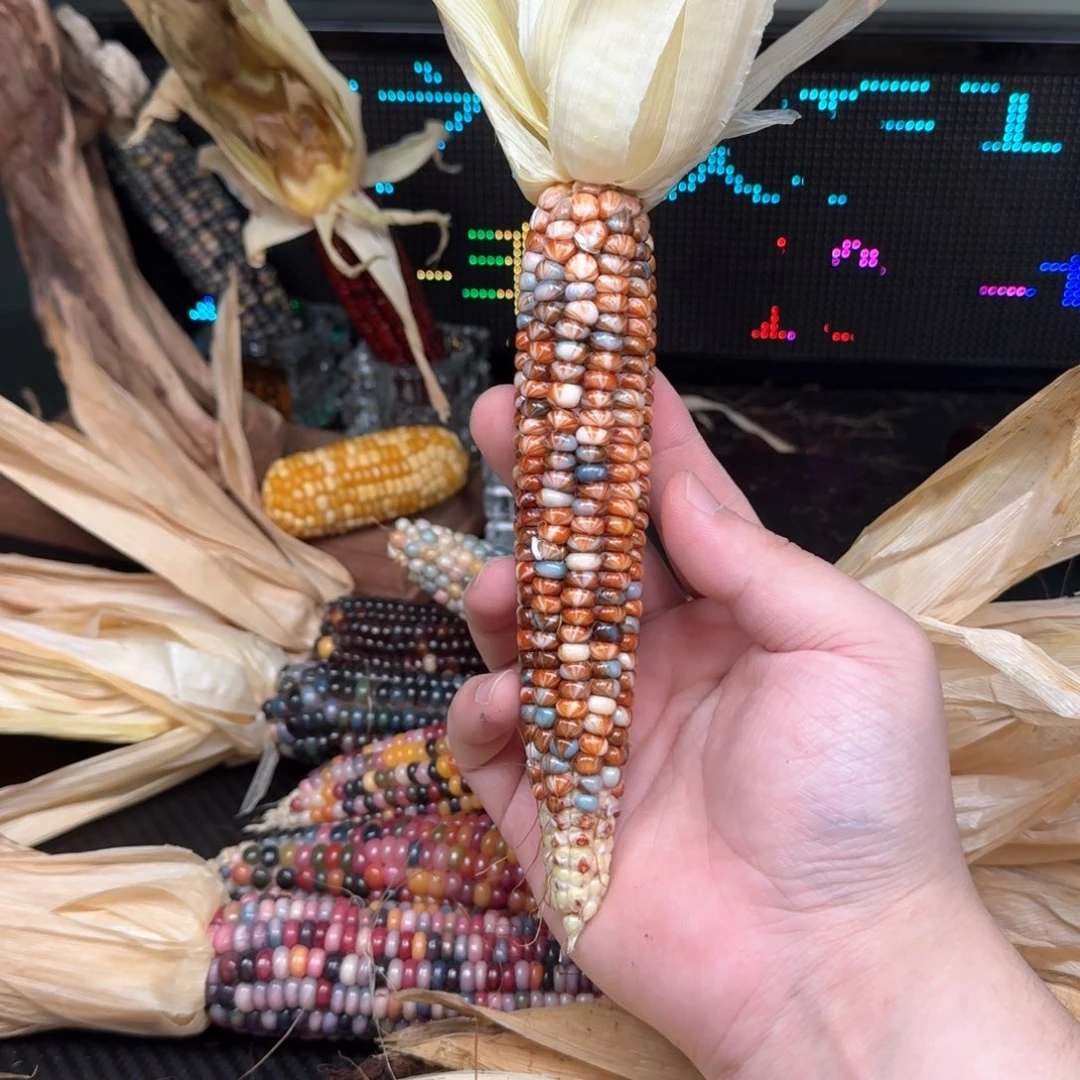 柏香籽/百香籽吊坠遗*