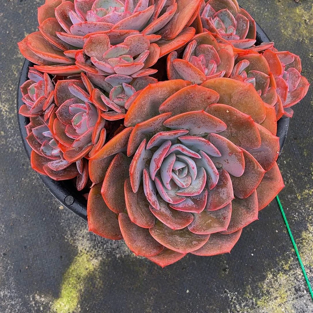 无***影尘埃玫瑰多肉植物群
