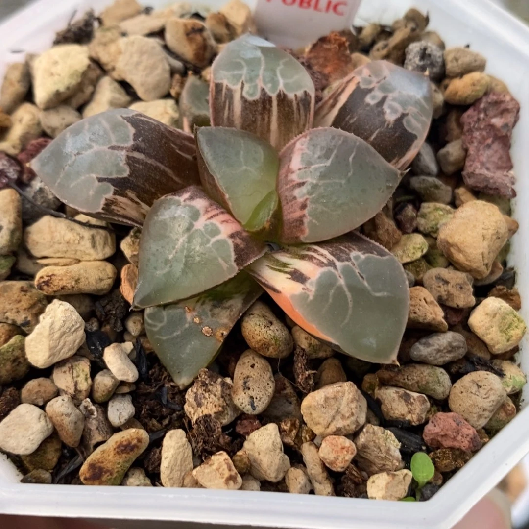 724火凤凰锦一物一拍