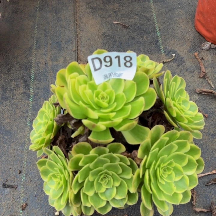 瑞妈多肉植物，918奶白锦