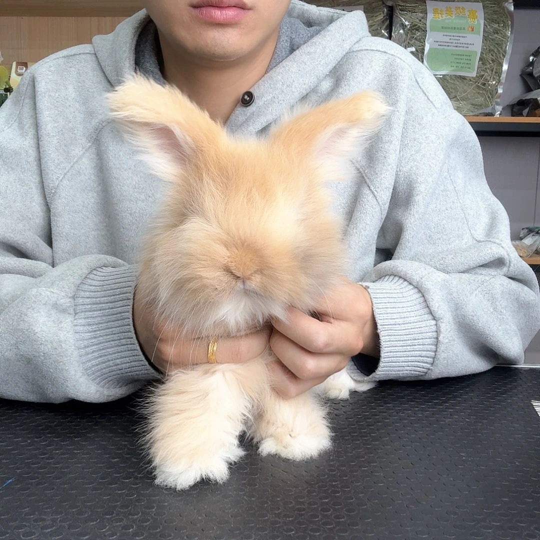 安哥拉奶黄 弟弟 特惠7号