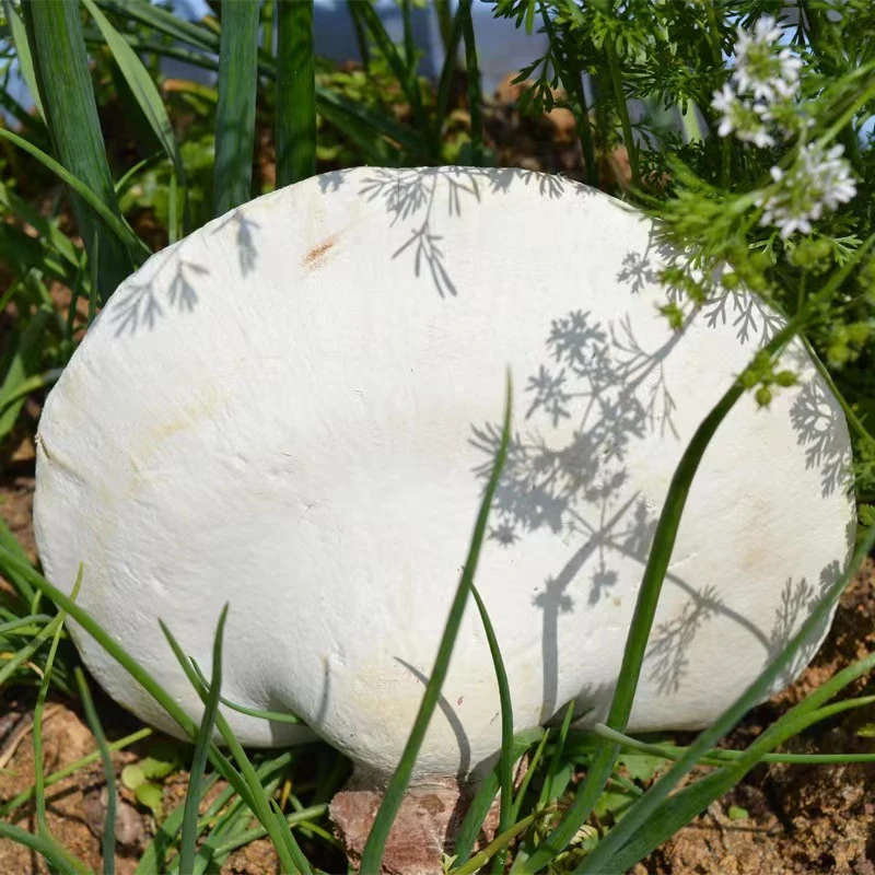 现收山货 250克/500克土特产食用农产品 可搭配枸杞