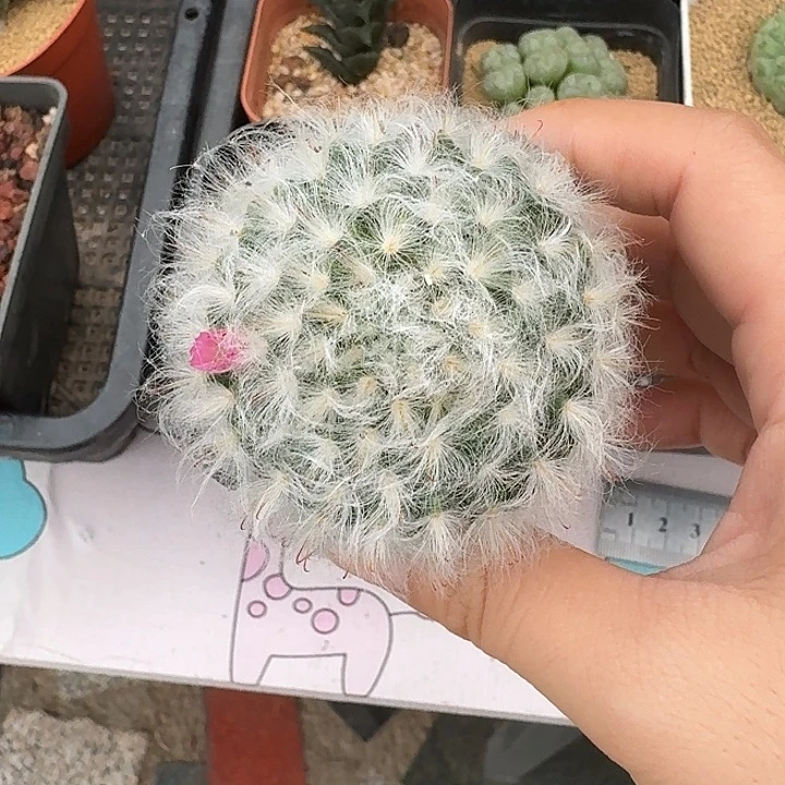 空***菜白云高莎仙人球1234