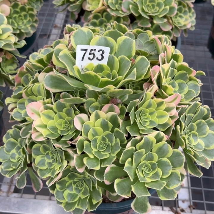 753特斯拉25厘米左右