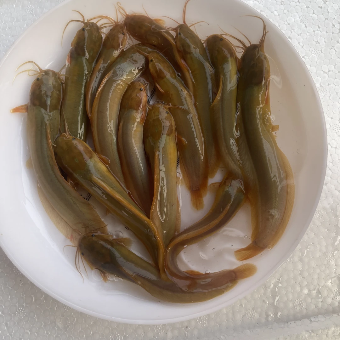 【活体】佛山大规格皇妃6.0版塘角鱼塘鲺鱼本地鲶鱼 淡水观赏鱼包活