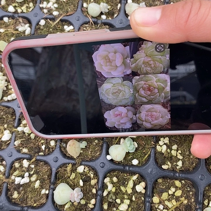 标328风花841芽苗一个