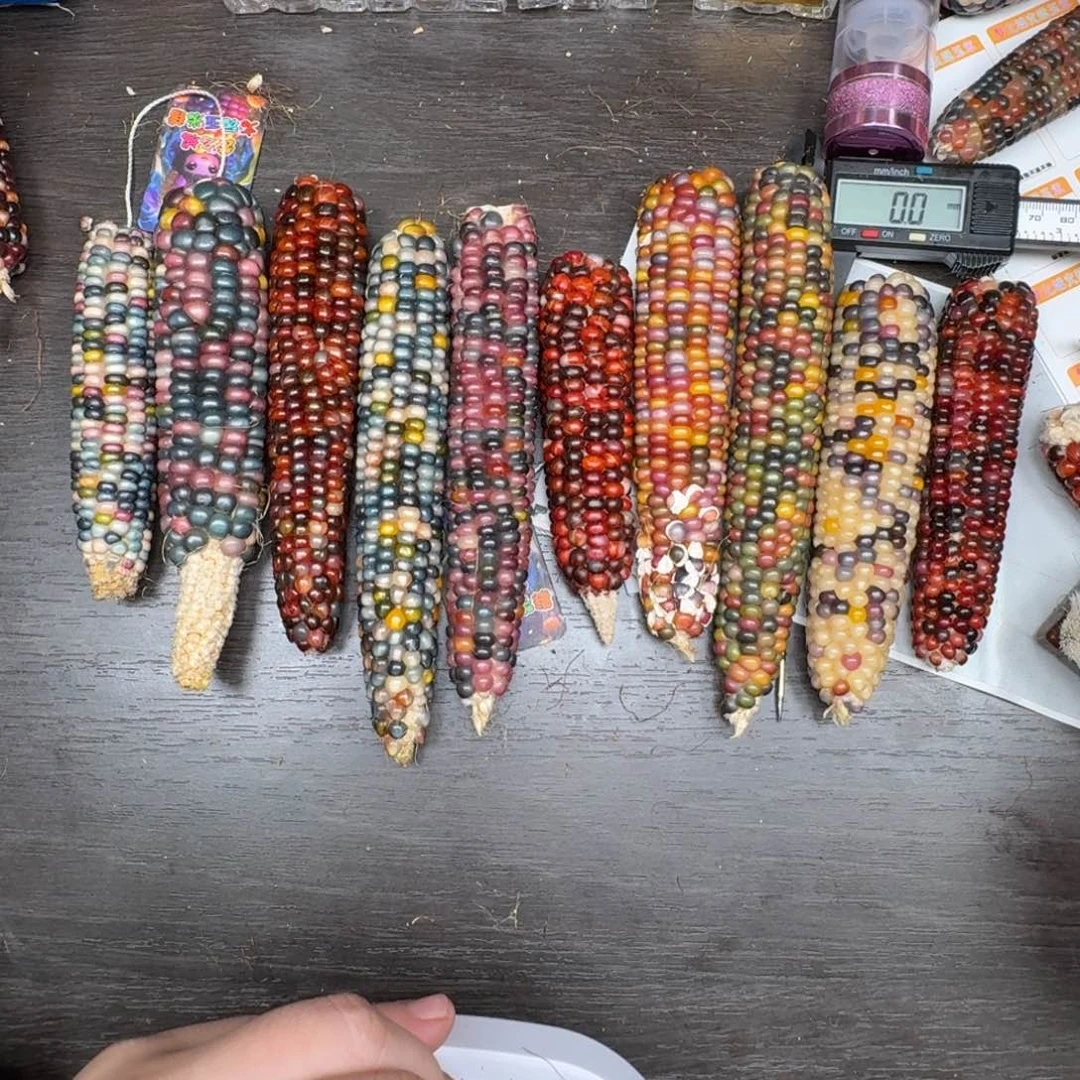 柏香籽/百香籽吊坠三****骨