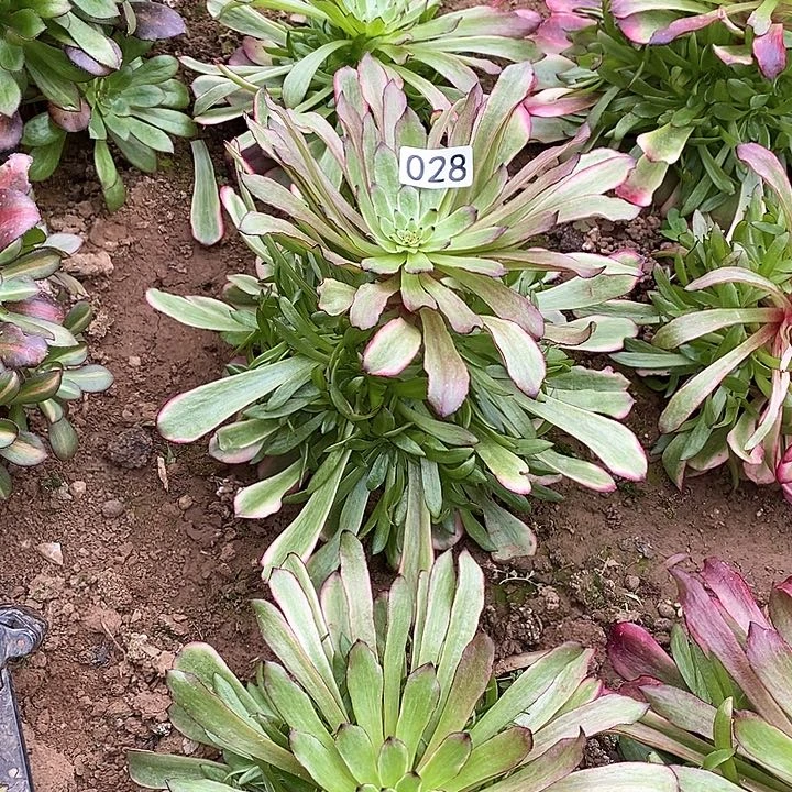 满****g多肉植物法师28美肌