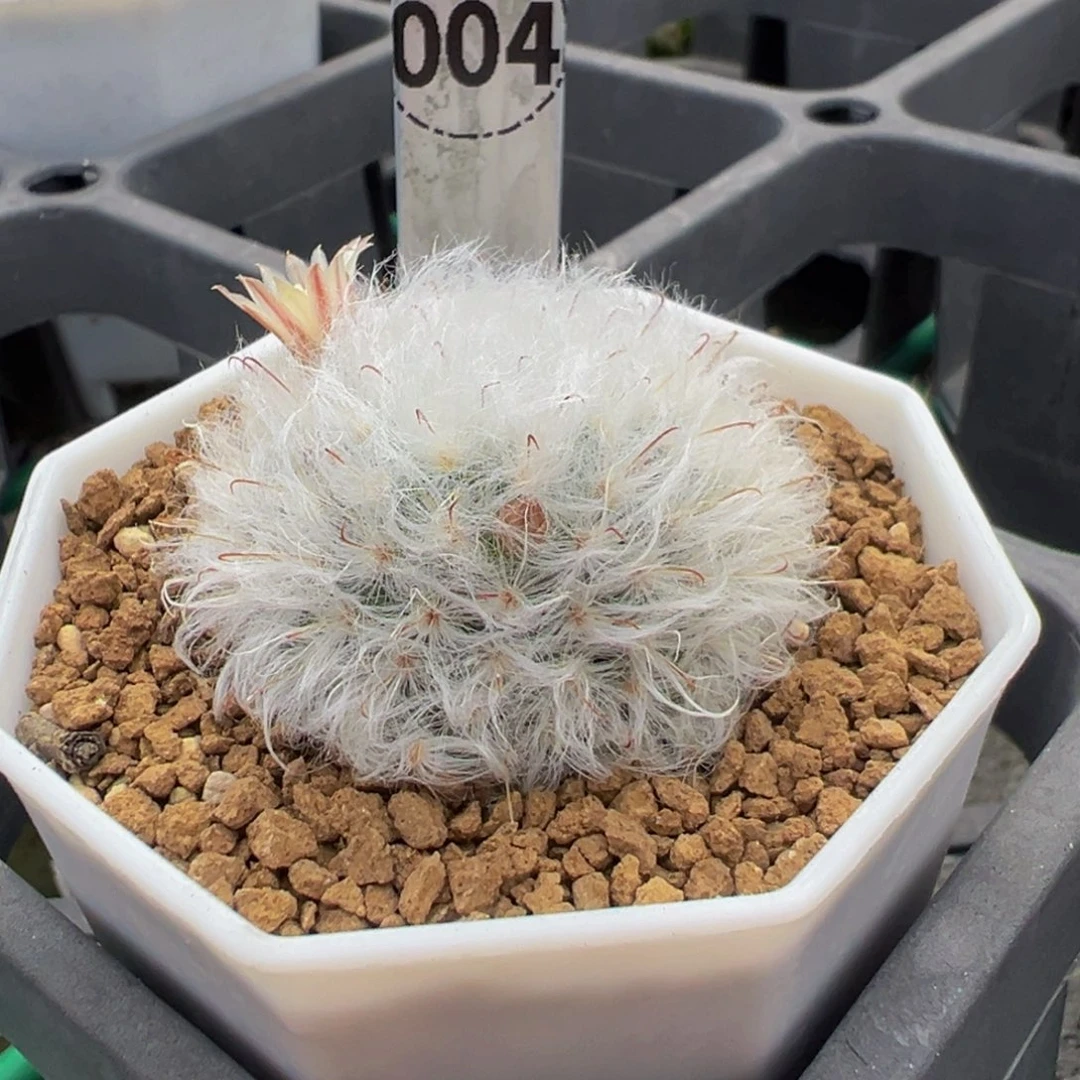 4实生根白云高砂多肉植物带盆土