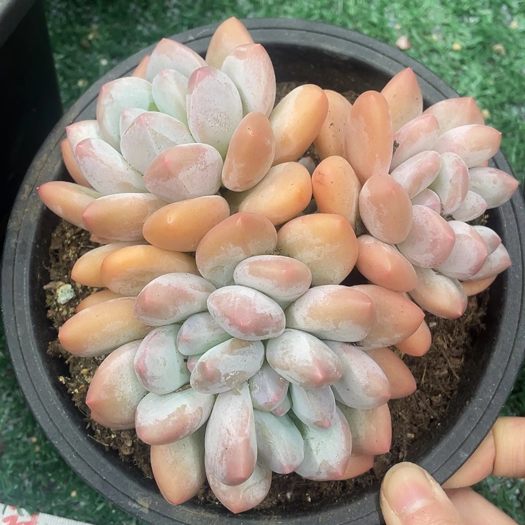 香水一物一拍28包邮非偏远