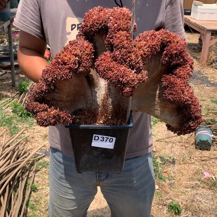 370号玫瑰缀脱土发货啊