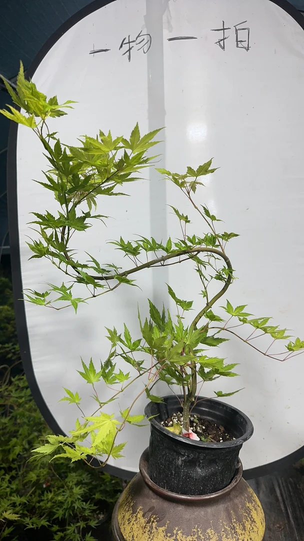 黄金流泉枫一物一拍
