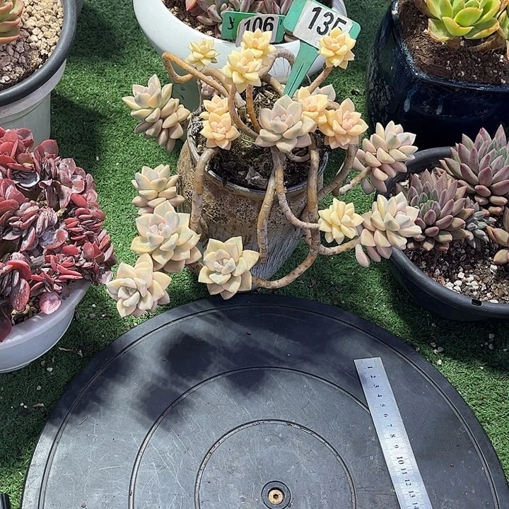 星***美杏景多肉植物保护135