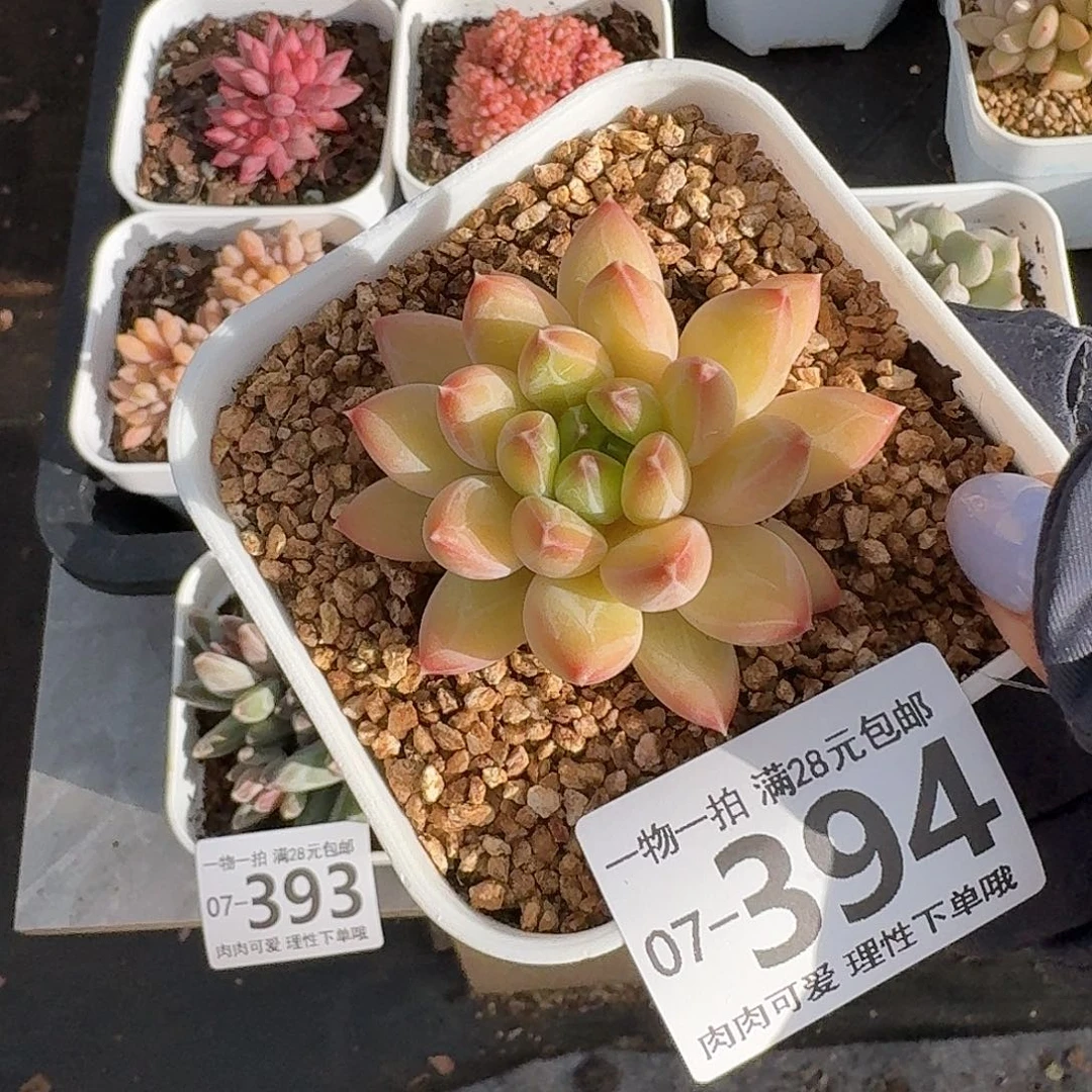 胖体青花瓷无盆土发货