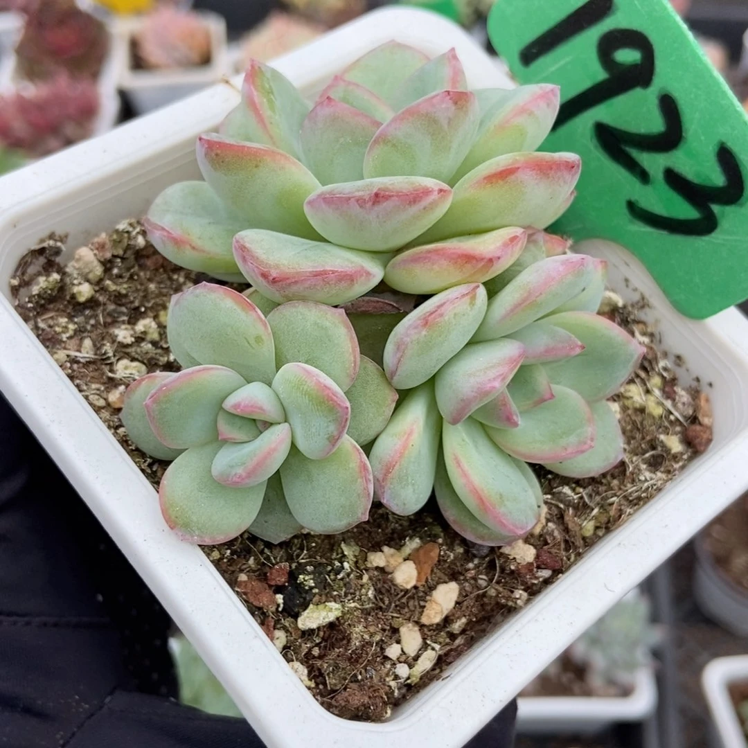 1923泡芙多肉植物多肉