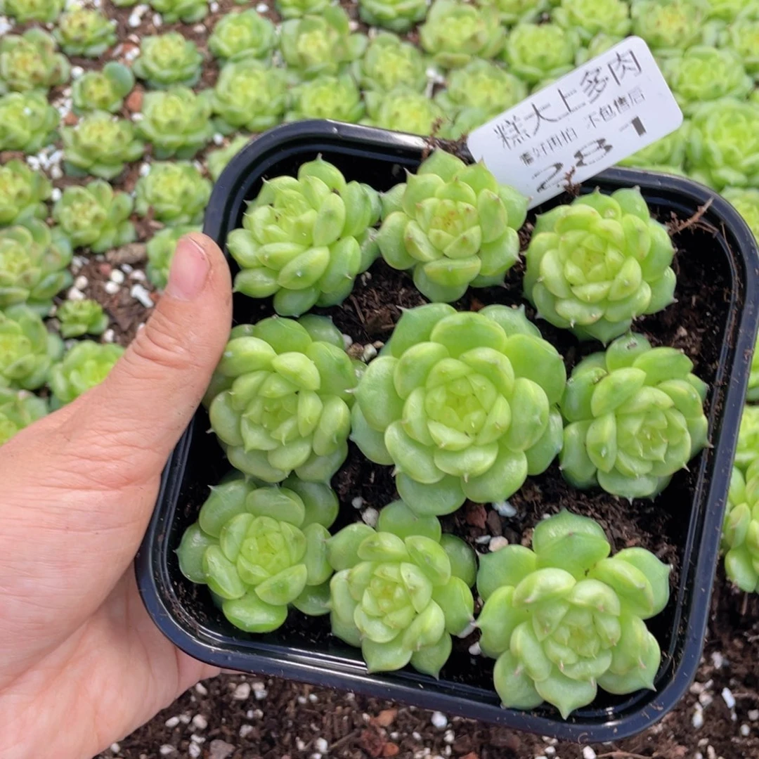 糕大上多肉植物281