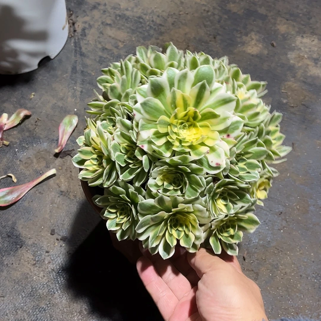 伊丽莎白法师漂亮漂亮