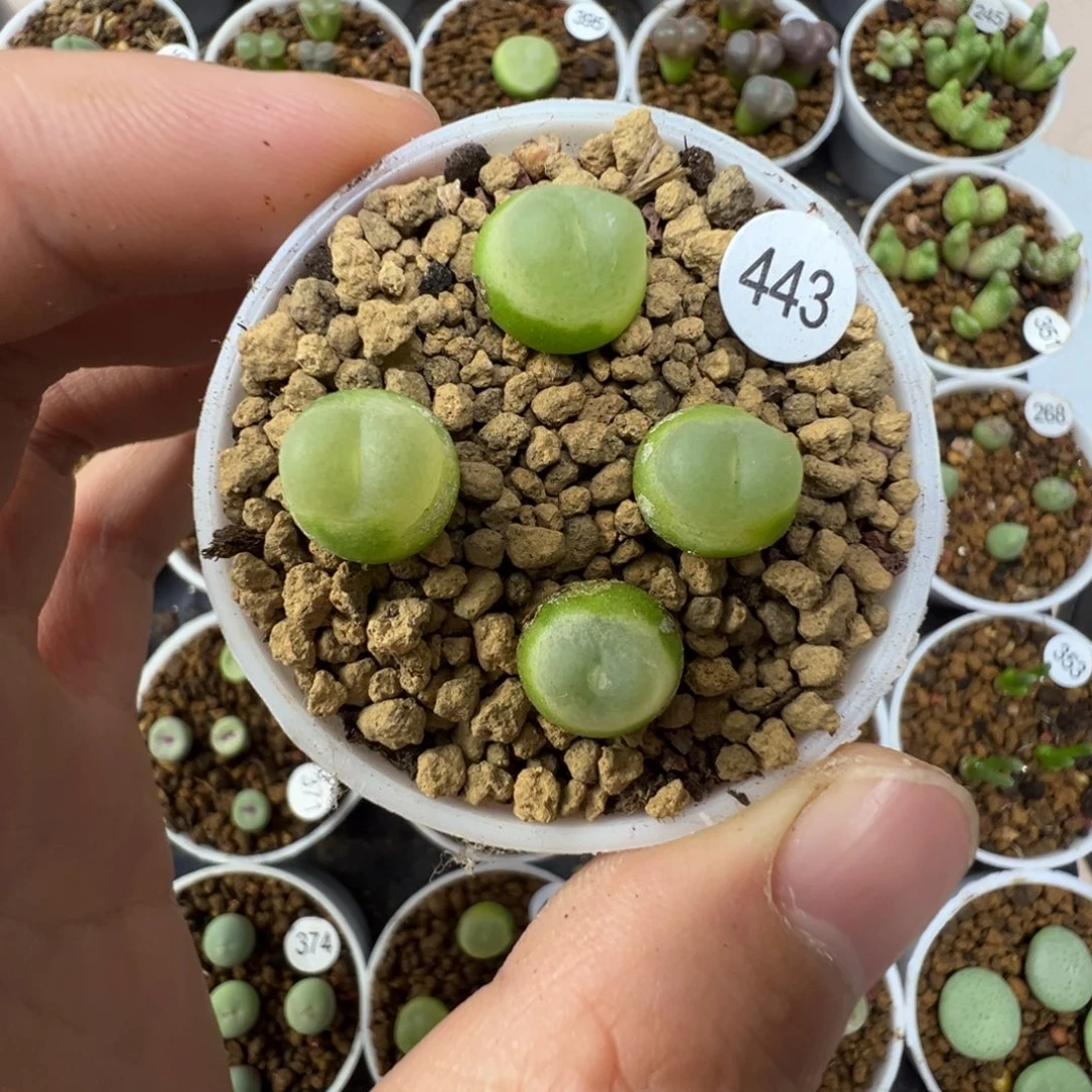 拉登一颗脱土443000