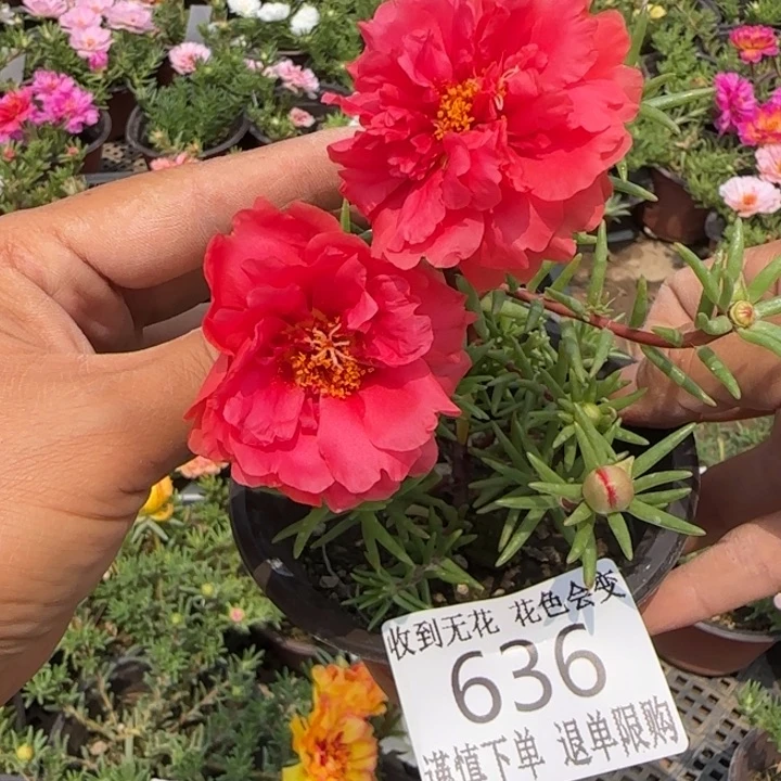 无花朵636红超小苗盆口10cm