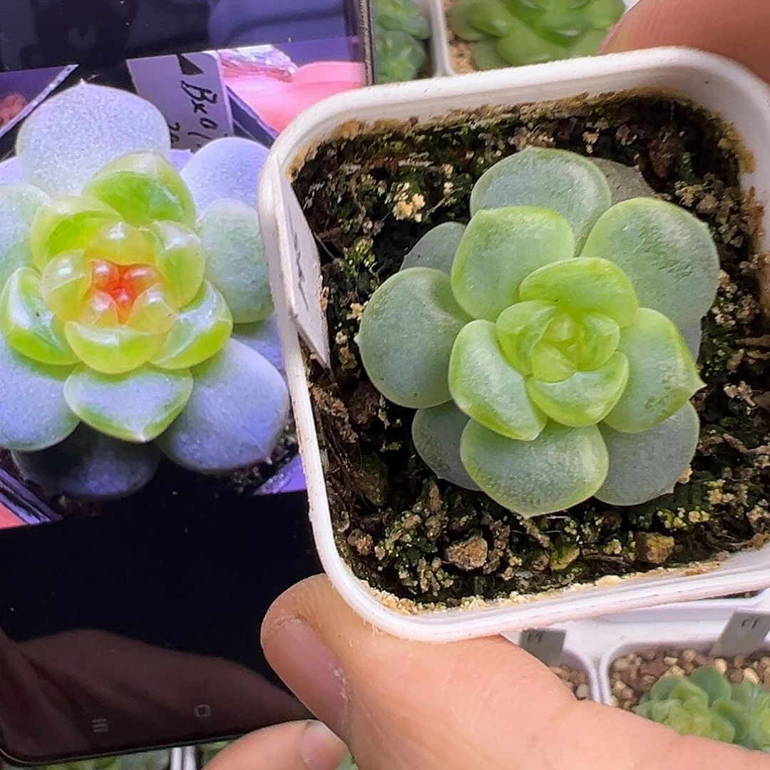 145甜心。
