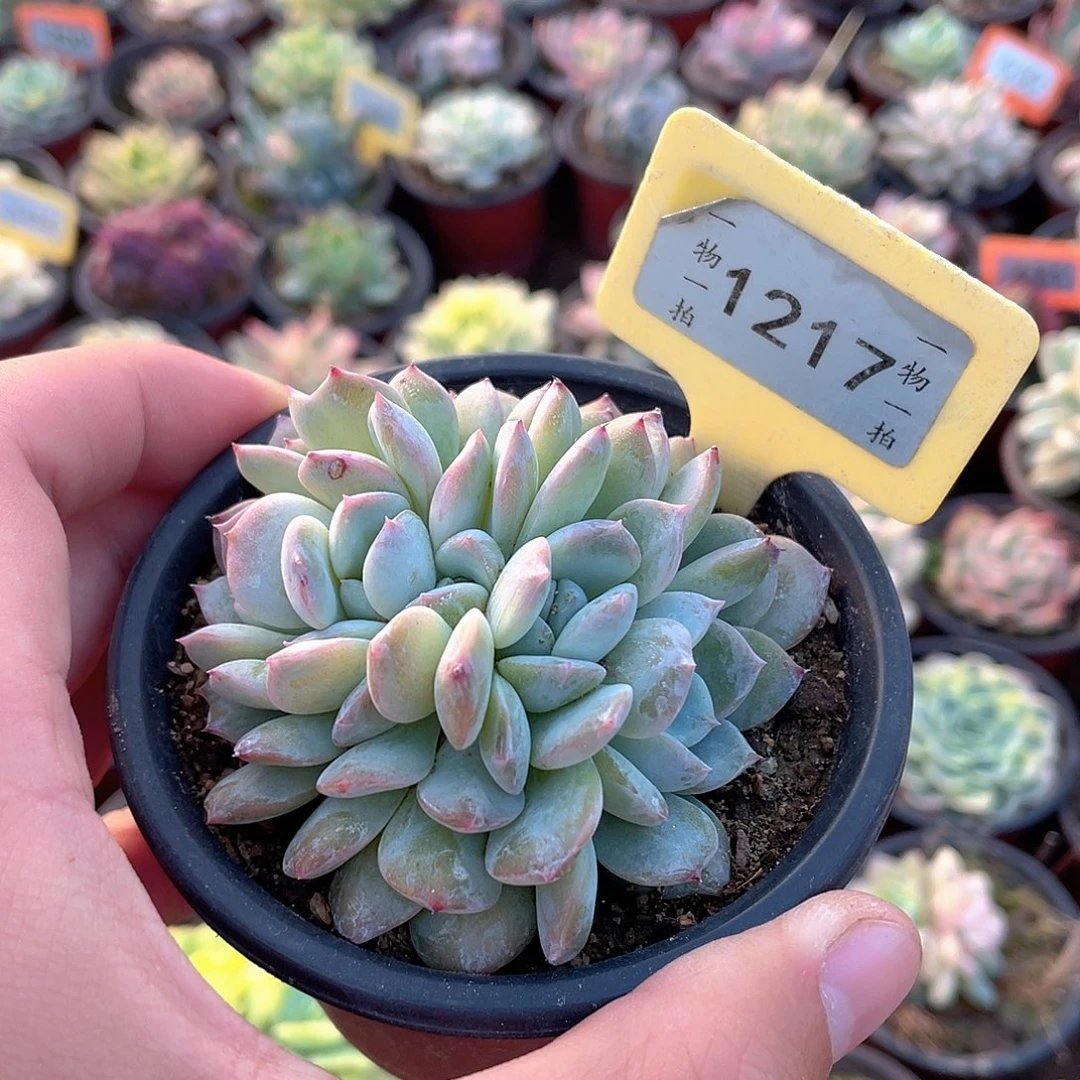 H***️1217号多肉植物盆栽