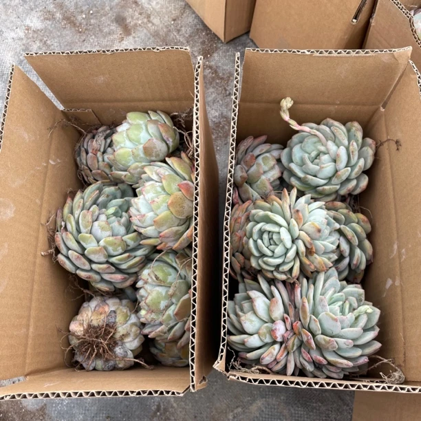 精品橙梦露,6号装一箱