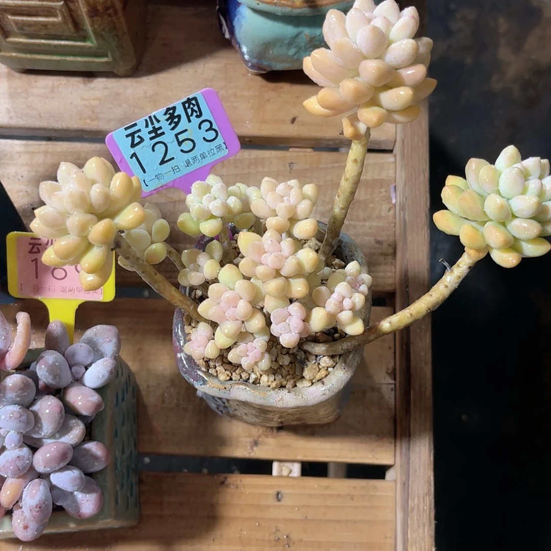 雪***饼云尘多肉一物一拍1253不含盆