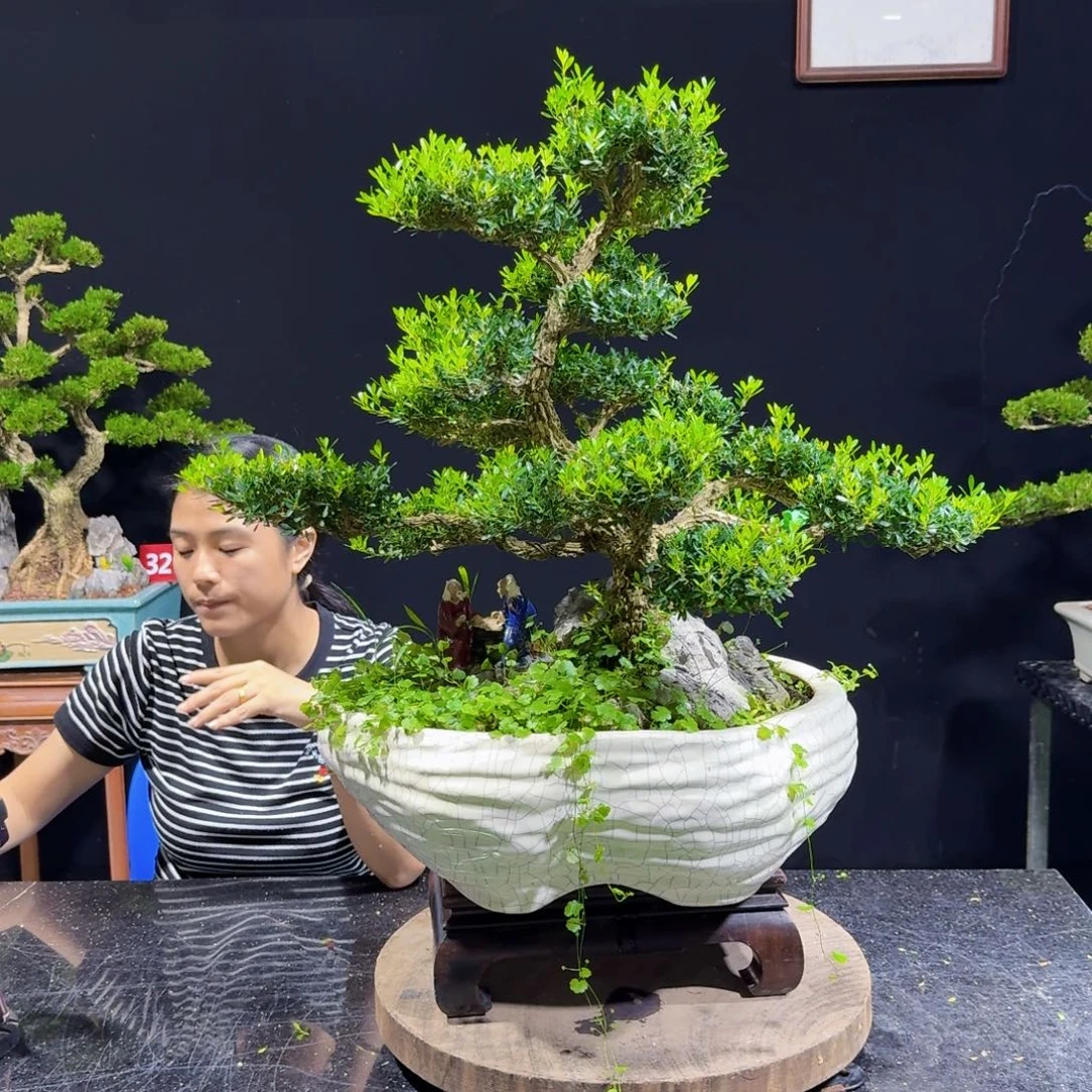 无花朵广东黄杨四季常青