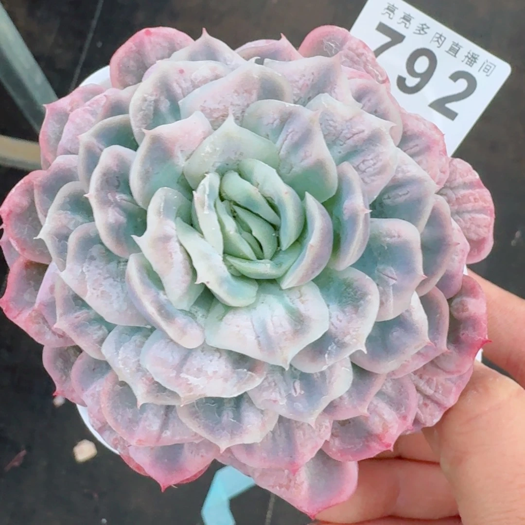 泡泡纱裙      愿你一路坦途，乘风破浪展宏图