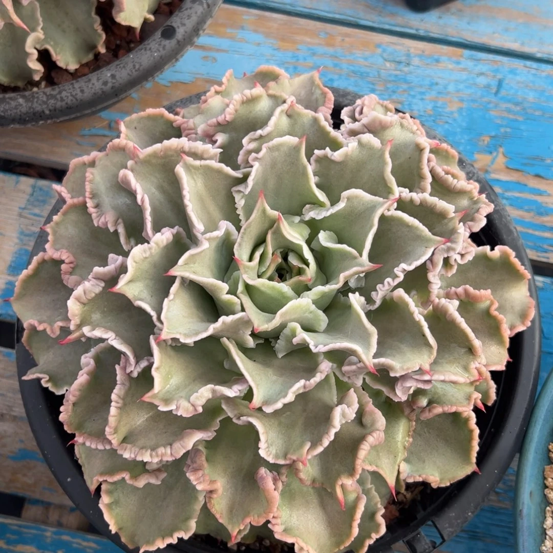 多肉植物一物一拍（79号）