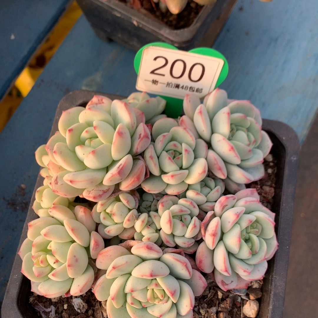 香草老桩无砍平头200
