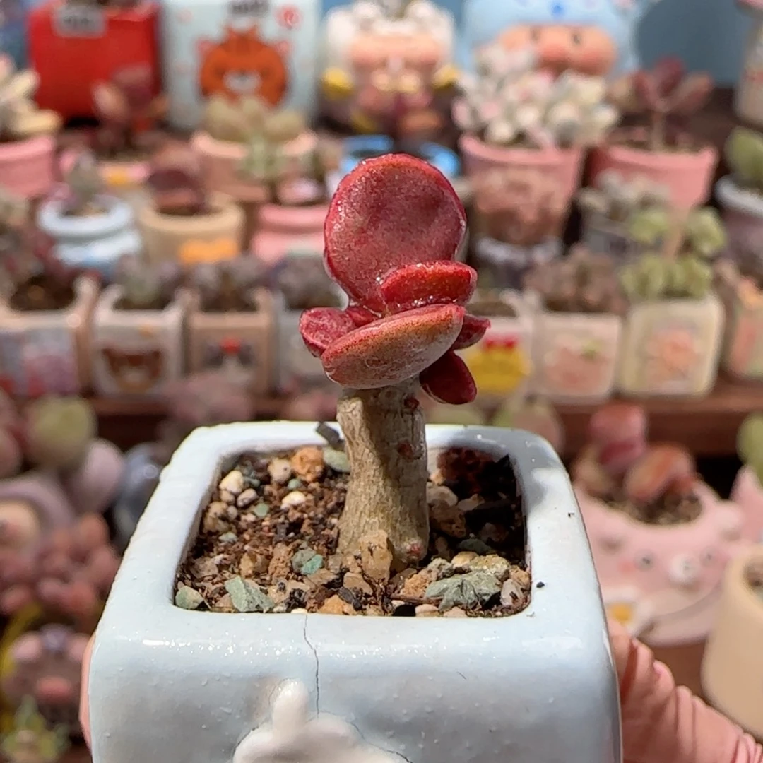 厚叶红舒提 盆口2.5cm