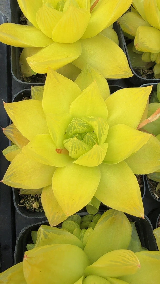 黄金玉露（满9.9包邮）