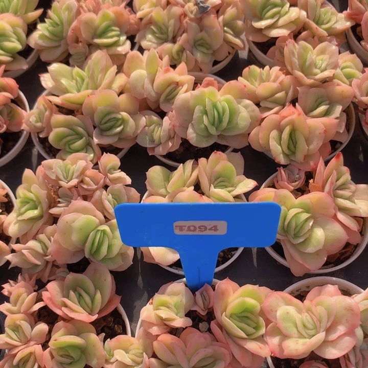 t094冰玫瑰锦带盆