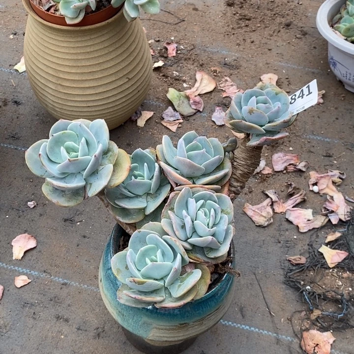 841。。。。。。。。。。。，。，，