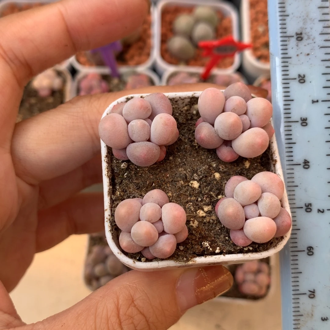 樱花奶 小书肉奶酪多肉